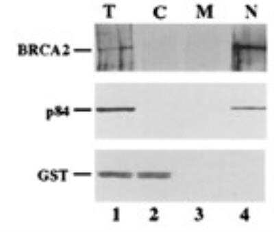 Western Blot: hHpr1-p84-Thoc1 Antibody (5E10) [NB100-174]