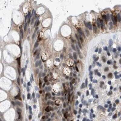 Immunohistochemistry-Paraffin: hHpr1-p84-Thoc1 Antibody [NBP1-89669]