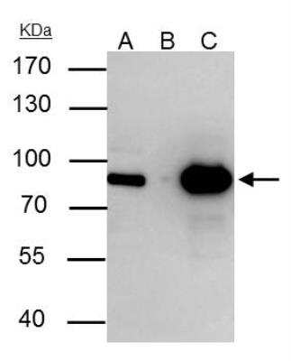 Immunoprecipitation: hHpr1-p84-Thoc1 Antibody [NBP2-16822]