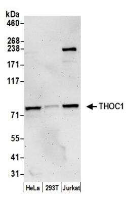 Western Blot: hHpr1-p84-Thoc1 Antibody [NBP1-47304]