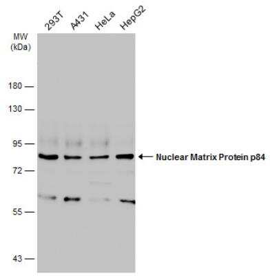 Western Blot: hHpr1-p84-Thoc1 Antibody [NBP2-16822]