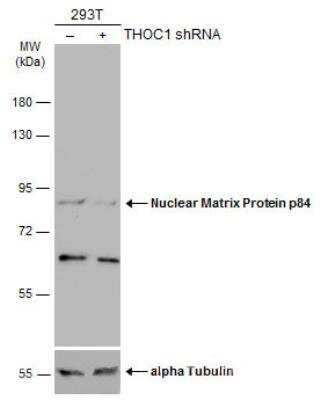 Western Blot: hHpr1-p84-Thoc1 Antibody [NBP2-16822]