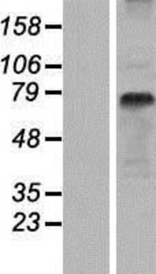 Western Blot: PEPT1/SLC15A1 Overexpression Lysate [NBP2-10519]