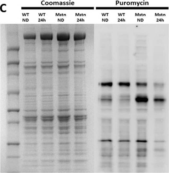 Detection of Mouse IgG by Western Blot