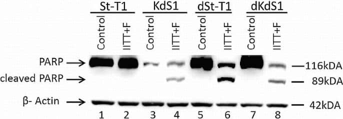 Rabbit IgG Horseradish Peroxidase-conjugated Antibody