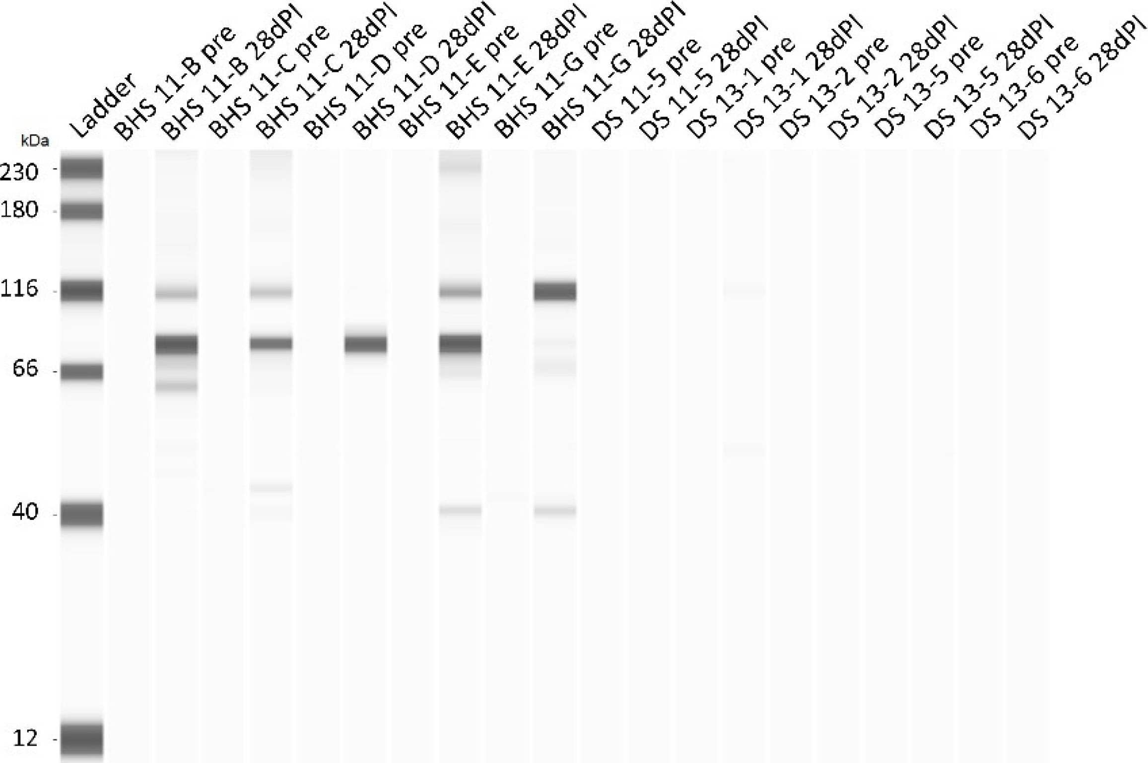 Sheep IgG Horseradish Peroxidase-conjugated Antibody