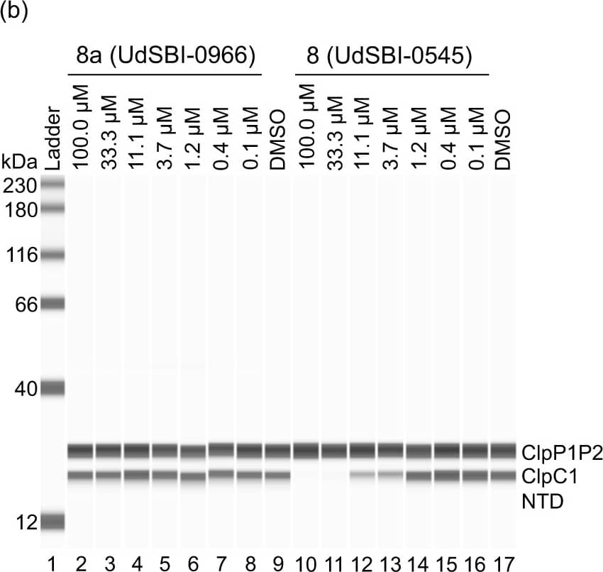 Sheep IgG Horseradish Peroxidase-conjugated Antibody