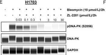 Detection of Human IgG by Simple Western