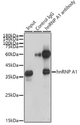 Immunoprecipitation: hnRNP A1 Antibody (10N0F4) [NBP3-15405]