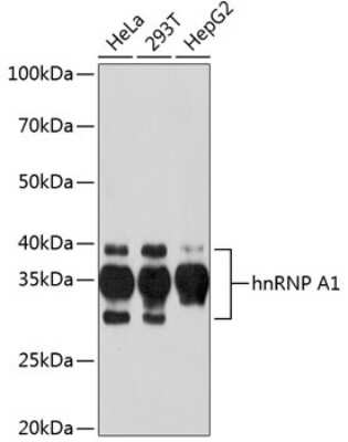 Western Blot: hnRNP A1 Antibody (10N0F4) [NBP3-15405]