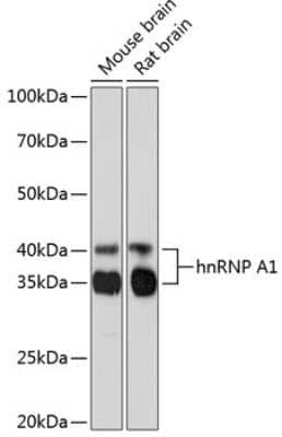 Western Blot: hnRNP A1 Antibody (10N0F4) [NBP3-15405]