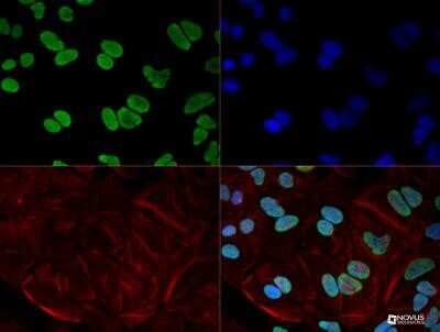 Immunocytochemistry/ Immunofluorescence: hnRNP A1 Antibody (4B10) - Azide and BSA Free [NBP2-80776]