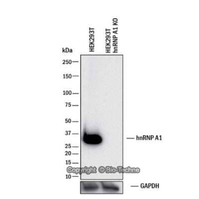 Knockdown Validated: hnRNP A1 Antibody (4B10) - Azide and BSA Free [NBP2-80776]