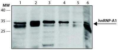 Western Blot: hnRNP A1 Antibody (4B10)Azide and BSA Free [NBP2-80776]