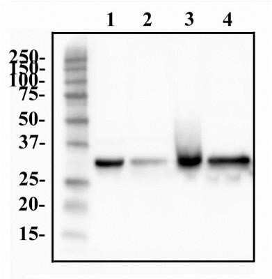 Western Blot: hnRNP A1 Antibody (4B10)Azide and BSA Free [NBP2-80776]