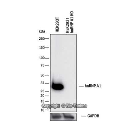 Knockdown Validated: hnRNP A1 Antibody (4B10) - BSA Free [NB100-672]