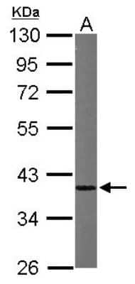Western Blot: hnRNP A1 Antibody [NBP1-32161]