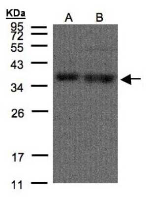 Western Blot: hnRNP A1 Antibody [NBP1-32161]