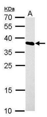 Western Blot: hnRNP A1 Antibody [NBP1-32161]