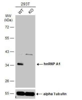 Western Blot: hnRNP A1 Antibody [NBP1-32161]