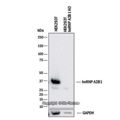 Knockdown Validated: hnRNP A2B1 Antibody (DP3B3) - Azide and BSA Free [NBP2-80777]
