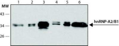 Western Blot: hnRNP A2B1 Antibody (DP3B3)Azide and BSA Free [NBP2-80777]