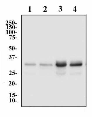 Western Blot: hnRNP A2B1 Antibody (DP3B3)Azide and BSA Free [NBP2-80777]