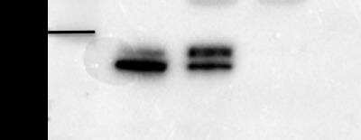 Western Blot: hnRNP A2B1 Antibody (DP3B3)BSA Free [NB120-6102]