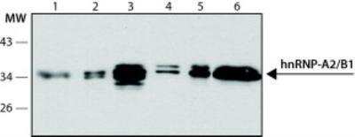 Western Blot: hnRNP A2B1 Antibody (DP3B3)BSA Free [NB120-6102]