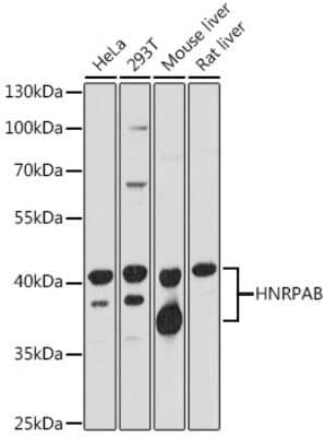 Western Blot: hnRNP AB AntibodyAzide and BSA Free [NBP3-03424]