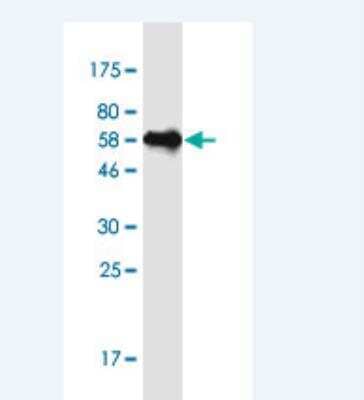 Western Blot: hnRNP C1 + C2 Antibody (4E8) [H00003183-M02-100ug]