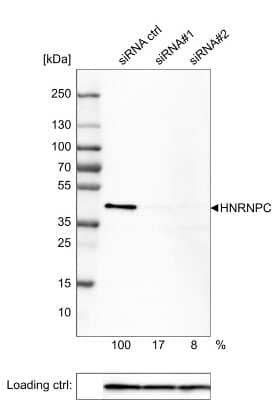 Western Blot: hnRNP C1 + C2 Antibody (CL2596) [NBP2-36777]