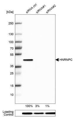Western Blot: hnRNP C1 + C2 Antibody [NBP2-33604]