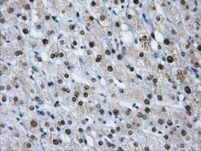 Immunohistochemistry-Paraffin: hnRNP F Antibody (OTI5F5) [NBP2-02221]