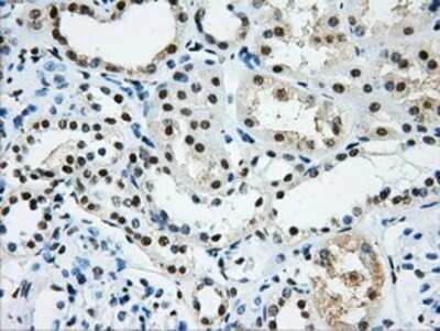Immunohistochemistry: hnRNP F Antibody (OTI5F5) - Azide and BSA Free [NBP2-70907]