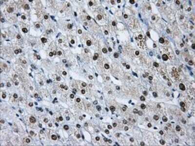 Immunohistochemistry: hnRNP F Antibody (OTI5F5) - Azide and BSA Free [NBP2-70907]