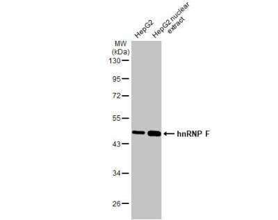 Western Blot: hnRNP F Antibody [NBP1-33607]