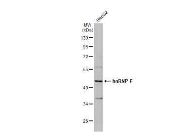 Western Blot: hnRNP F Antibody [NBP1-33607]