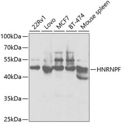 Western Blot: hnRNP F AntibodyBSA Free [NBP3-03421]