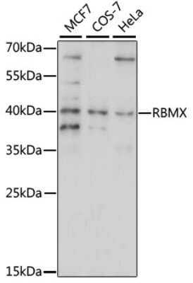 Western Blot: hnRNP G AntibodyAzide and BSA Free [NBP3-03550]