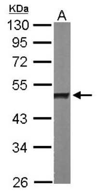 Western Blot: hnRNP H Antibody [NBP1-31648]