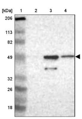 Western Blot: hnRNP H2 Antibody [NBP1-89817]