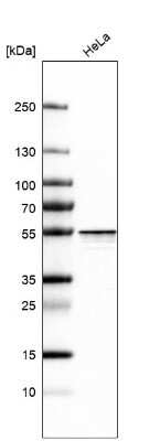 Western Blot: hnRNP H2 Antibody [NBP2-55194]