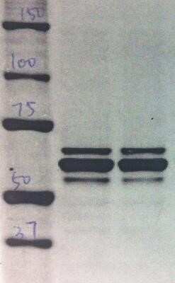 Western Blot: hnRNP L Antibody (4D11)Azide and BSA Free [NBP2-80778]