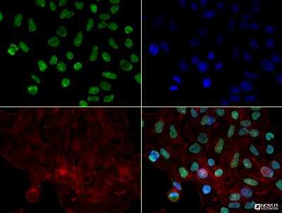 Immunocytochemistry/ Immunofluorescence: hnRNP L Antibody (4D11) - BSA Free [NB120-6106]