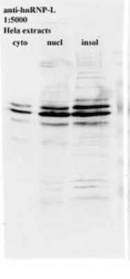 Western Blot: hnRNP L Antibody (4D11)BSA Free [NB120-6106]
