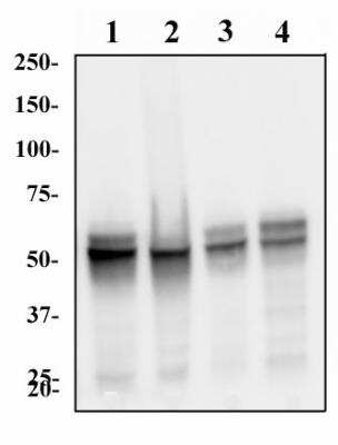 Western Blot: hnRNP L Antibody (4D11)BSA Free [NB120-6106]