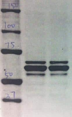 Western Blot: hnRNP L Antibody (4D11)BSA Free [NB120-6106]