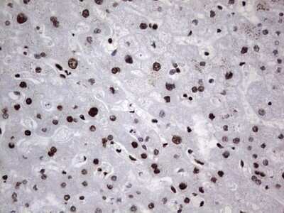 Immunohistochemistry: hnRNP L Antibody (OTI2E4) - Azide and BSA Free [NBP2-70908]