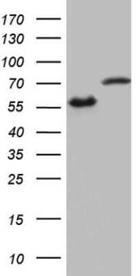 Western Blot: hnRNP L Antibody (OTI2E4)Azide and BSA Free [NBP2-70908]